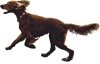 Irish Setter - Choco !